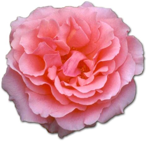 Free Pink Rose Png Images With Transparent Backgrounds