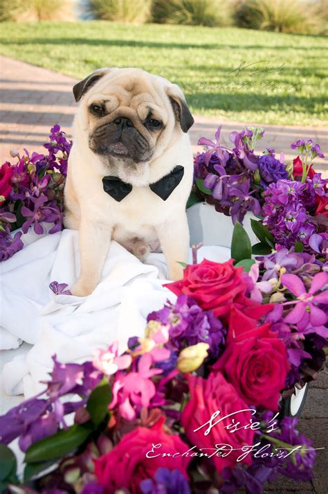 Nisies Enchanted Inc This Cute Pug Is So Adorable With His Darling