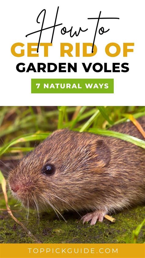 How To Get Rid Of Garden Voles 7 Natural Ways Nature Garden Backyard