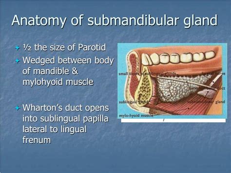 Parotid Gland Function Parotid Gland Anatomy Qa The Parotid Gland