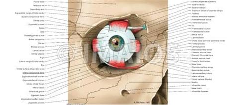 Extraocular Muscles Extrinsic Muscles Of Eyeball Superior Rectus
