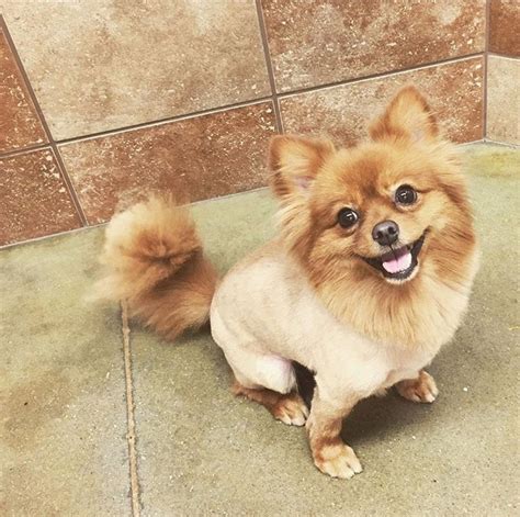 9 Wildly Cute Pomeranian Haircut Styles To Tame The Fluff
