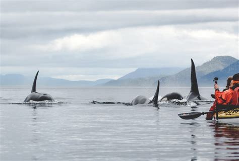 Whale Watching Auf Vancouver Island Kajaken Mit Orcas
