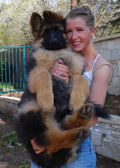 A Woman Holding A Dog In Her Arms