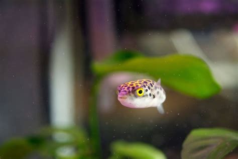 Caring For Green Spotted Puffer Fish Gsp Pet Zone Tropical Fish