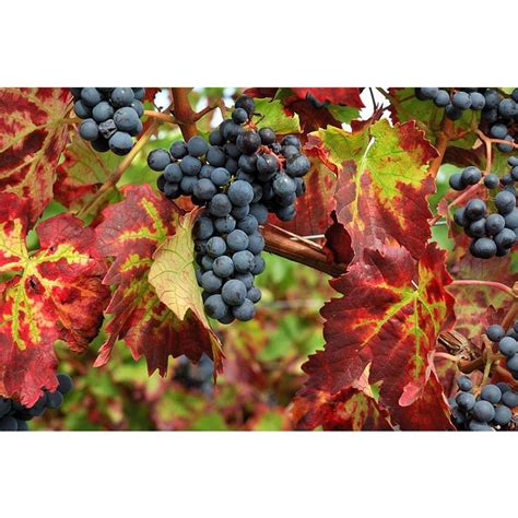 Vitis Brant Ornamental Vine Climbing Plants Busy Bee Garden Centre