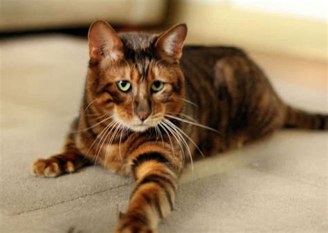 top   beautiful cat breeds   world  mysterious world