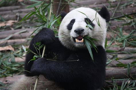 Varför äter Pandor Bambu Panda Things Teal Sound