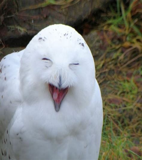 20 Animals Making Some Seriously Crazy Faces Blam News Daily