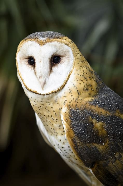 Central Coast Vineyard Team And Pgande Barn Owl Nest Box Program Barn