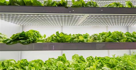 Locate the hydroponic system in an enclosed structure, such as a greenhouse or the basement of your house. Hydroponic Herbs | The Ultimate Guide To Growing Your Own