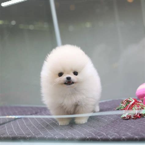 Pomeranian Puppies For Sale Atlanta Ga 353298
