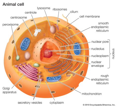 In animal cells, there are several small vacuoles that store food, water, and other materials. Biology Pictures: August 2011