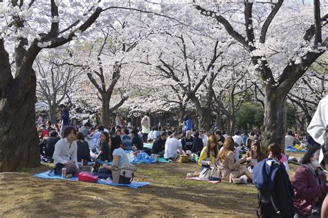 Sakura Cherry Blossoms Hanami Picnic Kansai Scene Magazine