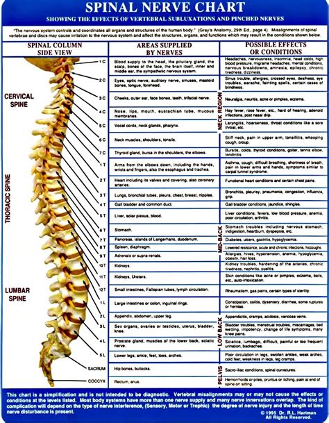 I Have Pinched Nerve Between C5 And C6 Lindaland Pinched Nerve