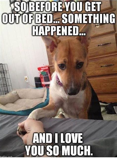 Before You Get Out Of Bed Funny Animals With Captions Lol Funny