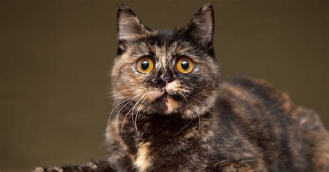 Tortitude Is Real And Other Fun Facts About