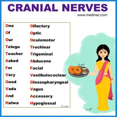 Cranial Nerves Mnemonics Anatomy Simplified Cranial Nerves