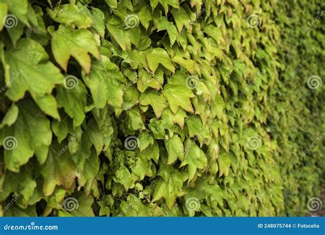 Green Ivy Wall Stock Photo Image Of Fragment Leaves 248075744