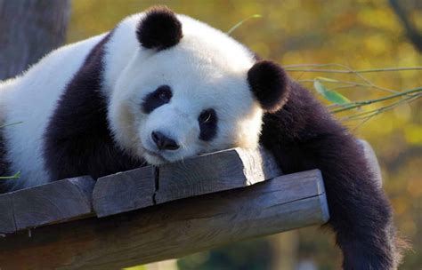 Chengdu Research Base Of Giant Panda Breeding Trip Ways