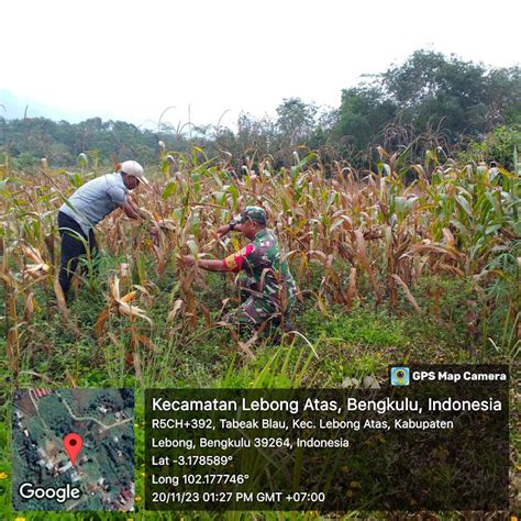 Babinsa Cek Pertumbuhan Jagung Petani Di Wilayah Delikrejangpos