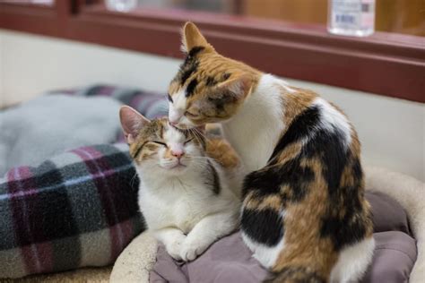 Why Do Cats Groom Each Other Great Pet Care