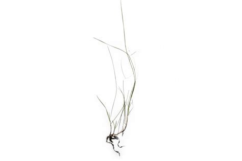 Slender Creeping Red Fescue Species Information
