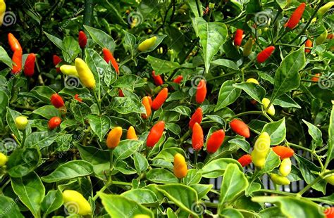 Litred Hot Hawaiian Chile Peppers Stock Photo Image Of Vegetable