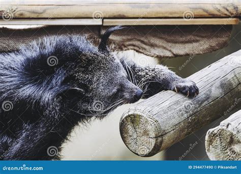 Binturong Or Bear Cat In An Animal Park Adorable Mammal With Long