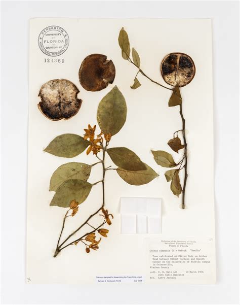 Herbarium specimens provide snapshots of plants' past ...
