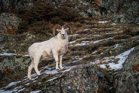 Dall Sheep Hunts In Alaska Costs Expectations Outfitters