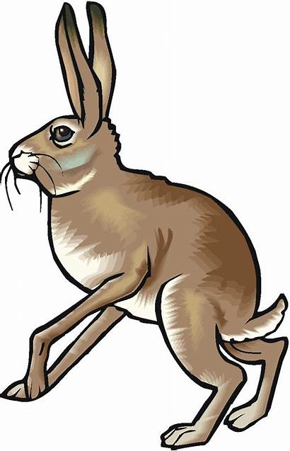 Rabbit Hare Clip Clipart Animals Cliparts Running