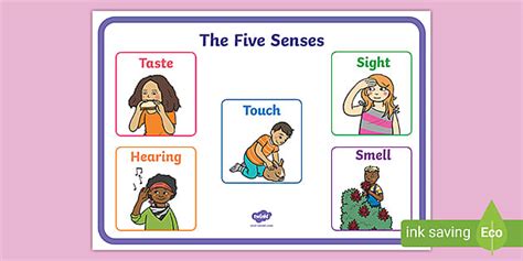 The 5 Senses Display Poster Teaching Resource Twinkl
