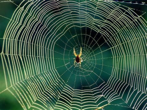 Spider Web Wallpaper 1600x1200 75099