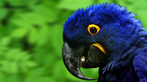 ✓ free for commercial use ✓ high quality images. Blue Parrot Laptop Wallpaper Free Download | Free Wallpapers