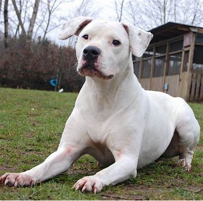 Dogo Argentino Wallpapers