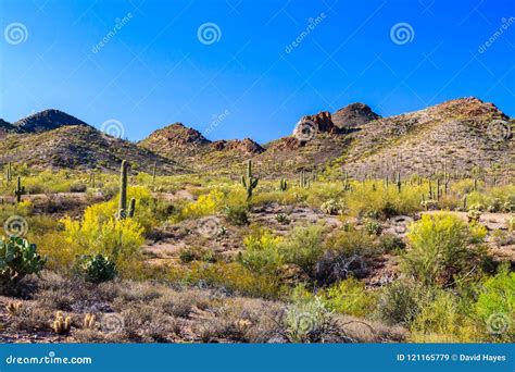 Spring Landscape Arizona S Sonoran Desert Saguaro Ocotillo Prickly