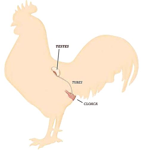 Part Two A Hen’s Reproductive System Backyard Poultry Backyard Poultry Reproductive System