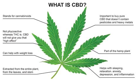 What Is Cbd Hb Health