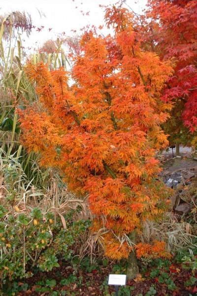 Their color and structure are unrivaled, while their size makes them two classic upright cultivars are worth considering, the first of which is shishigashira, a small upright tree with an outstanding structure that. Acer palmatum 'Shishigashira' | Acer palmatum, Shade ...