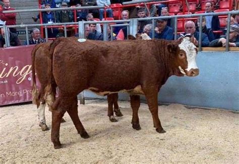 Pedigree And Commercial Luing Cattle Annual Spring Breeding Sale At