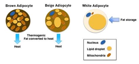 Diabetes How Turning White Fat Cells Into Beige Fat Cells Could Help