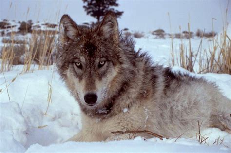 Northern Rocky Mountains Gray Wolf Turner Endangered Species Fund