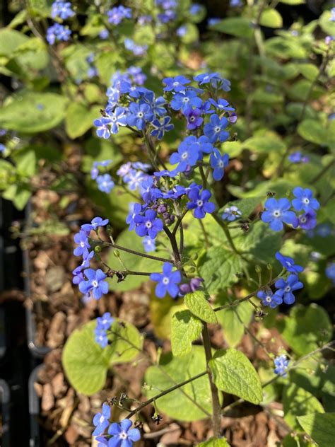 Shade Brunnera Macrophylla The Beth Chatto Gardens