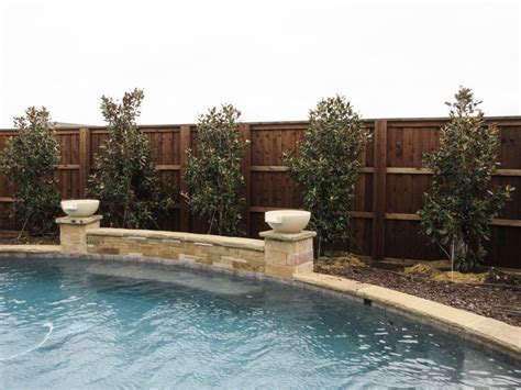 Little Gem Magnolias Planted Around A Pool As A Privacy Screen