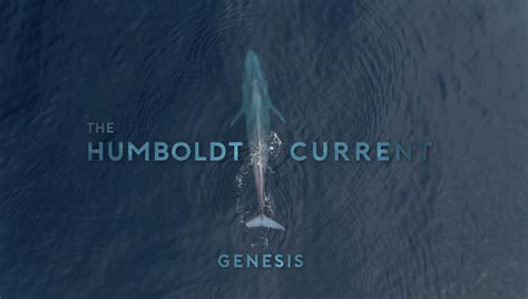 The Humboldt Current 2021