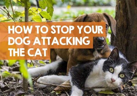 Dog Suddenly Aggressive Towards Cat How To Stop The Attacking