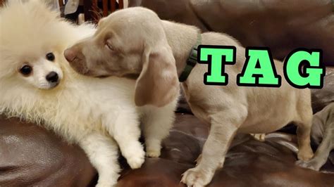 10 Weimaraners Play Tag With 2 Pomeranians Youtube