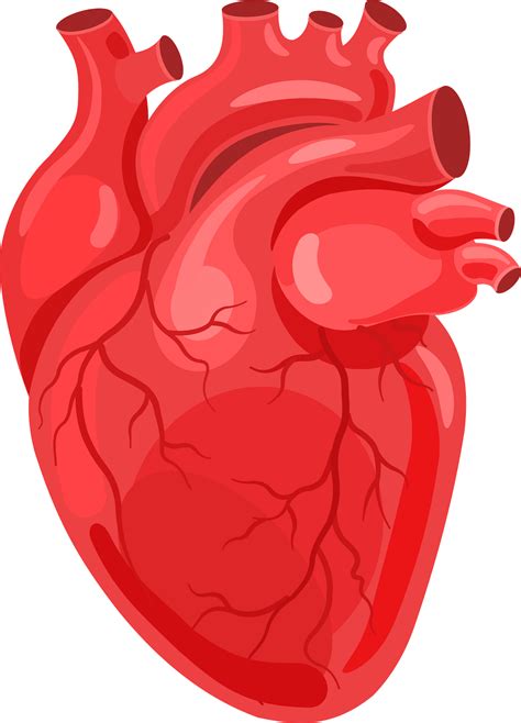 Anatomical Heart Clipart With Transparent