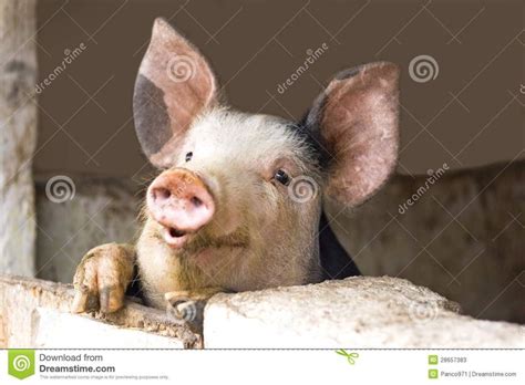 Curious Cute Pigs Stock Image Image Of Piglet Nose 28657383 In 2022
